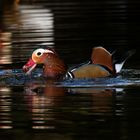 Eichelknacker - Mandarin-Ente, (Aix galericulata), Erpel