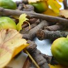 Eicheln, Äste und Blätter
