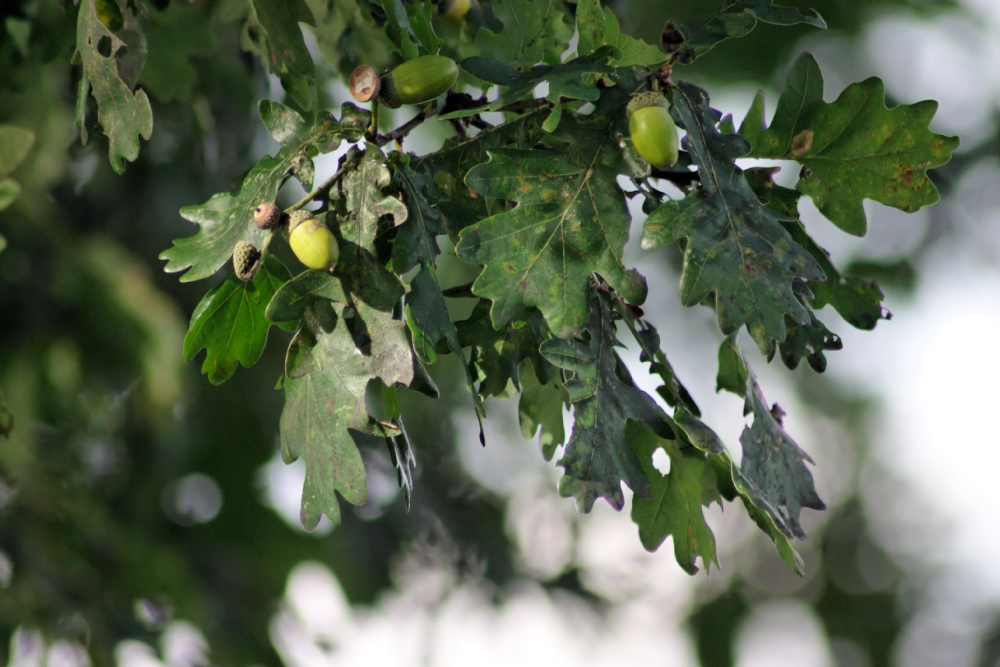 Eicheln am Baum