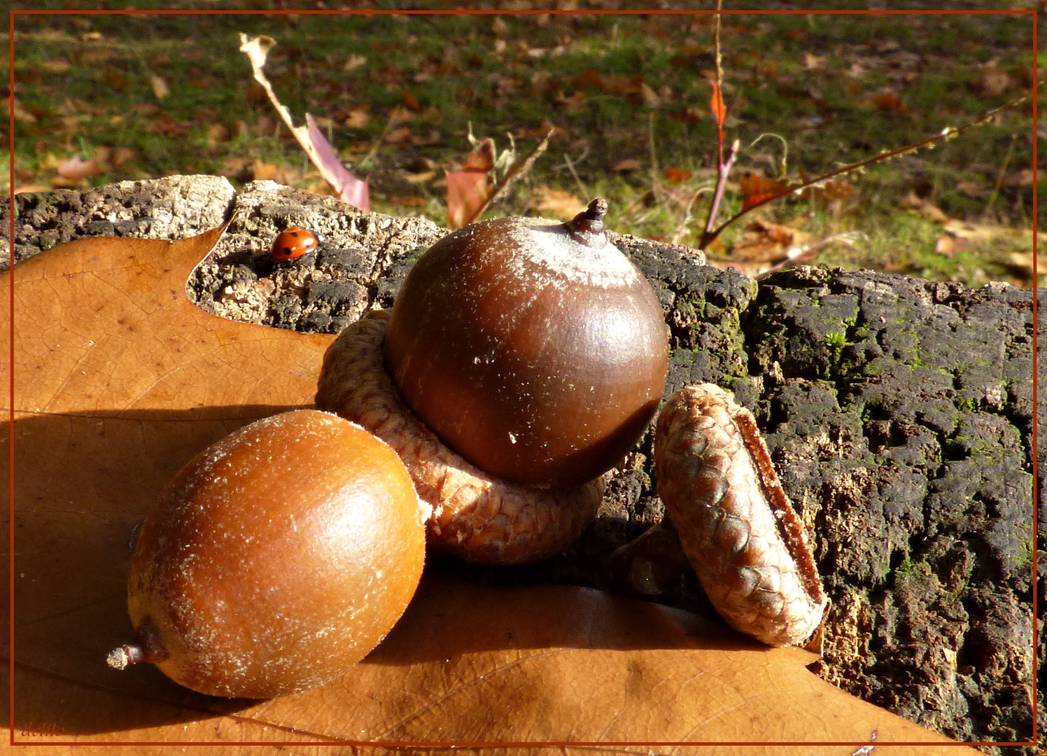 Eicheln mit Marienkäfer