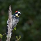 Eichelspecht / Acorn Woodpecker