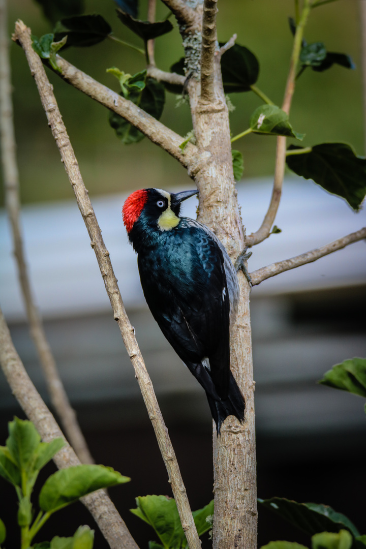 Eichelspecht (Melanerpes formicivorus)