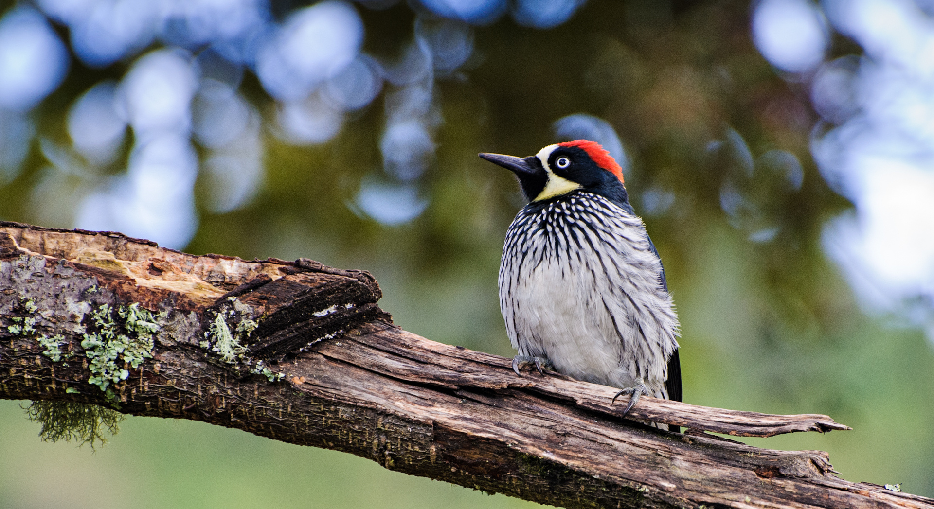 Eichelspecht (Melanerpes formicivorus)