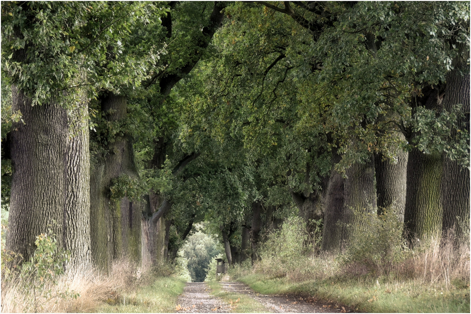 Eichen Allee im Oktober