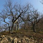 Eichen am Felshang (2019_04_14_EOS 100D_4383_ji)