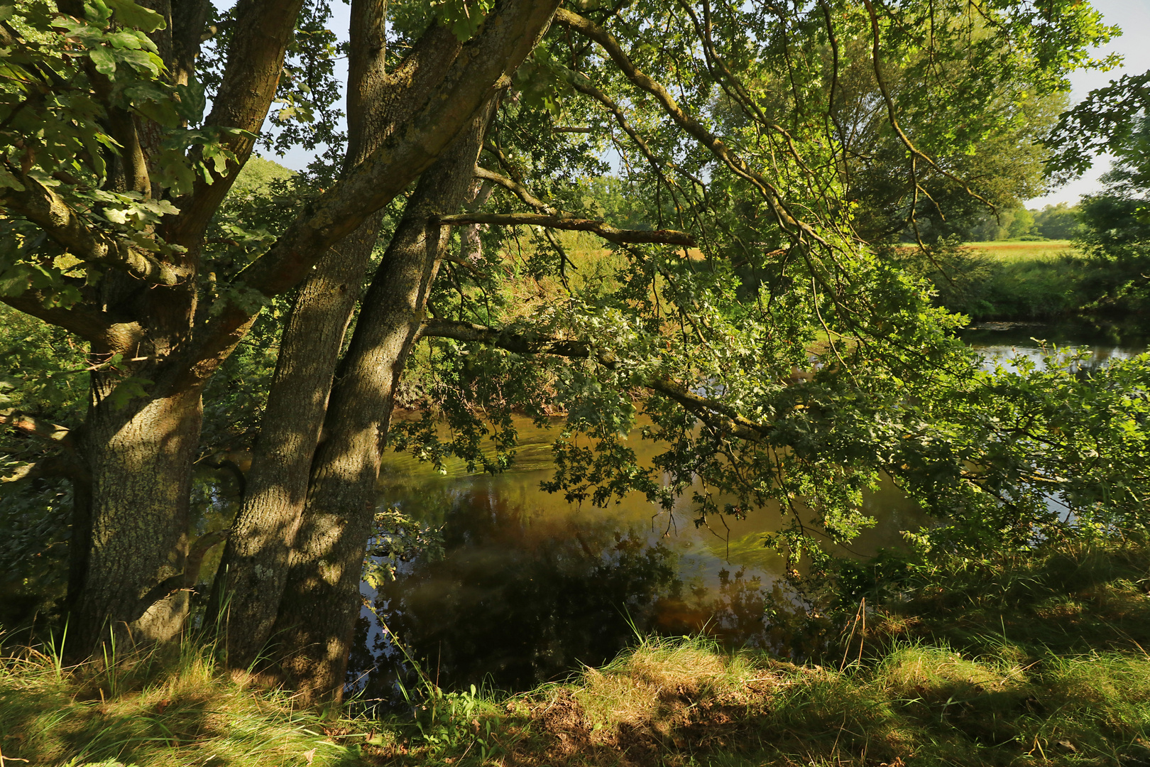 Eichen am Fluss