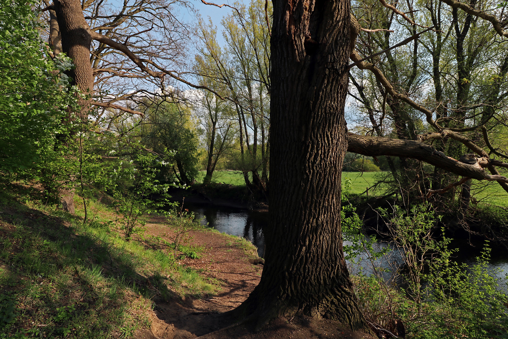 Eichen am Flussufer