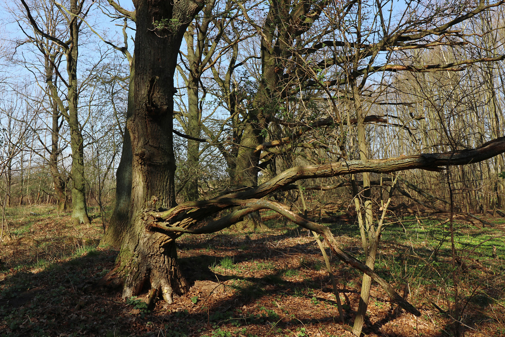 Eichen am Gieseberg