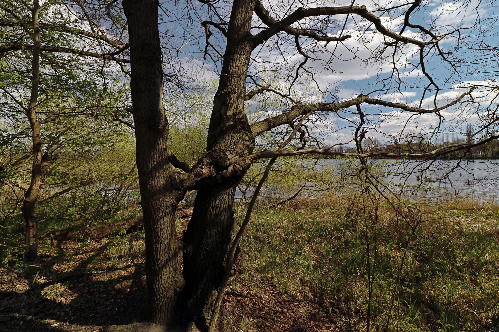 Eichen am Kreuzteich