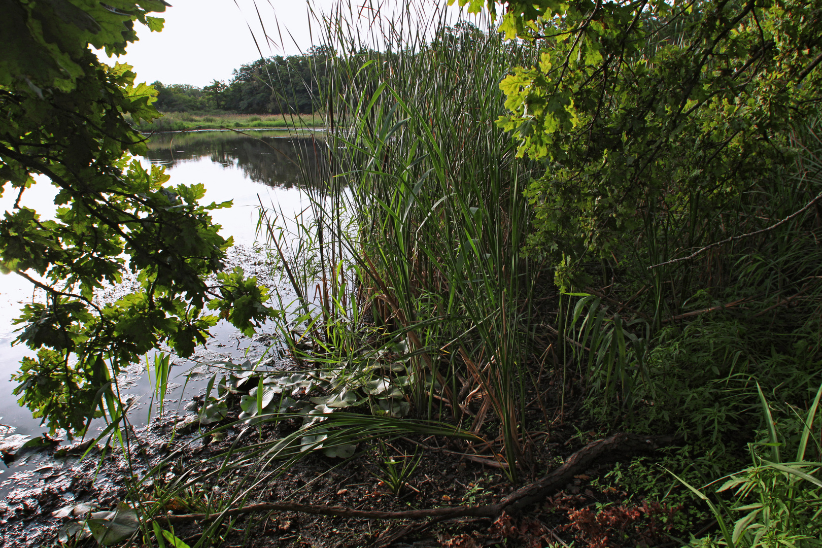 Eichen am Schilfufer