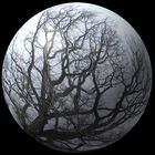 Eichen - Baum - Planet -----------