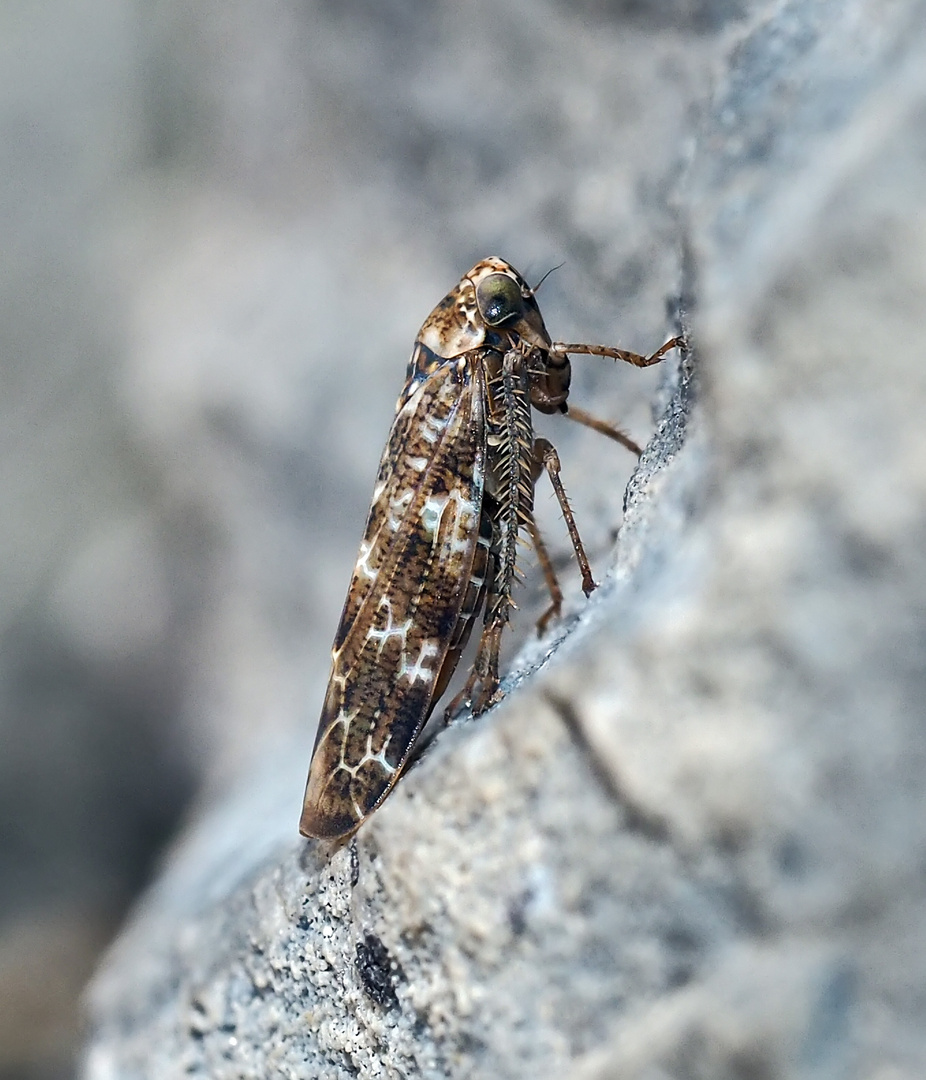 Eichen-Baumzirpe (Allygus communis) ? *