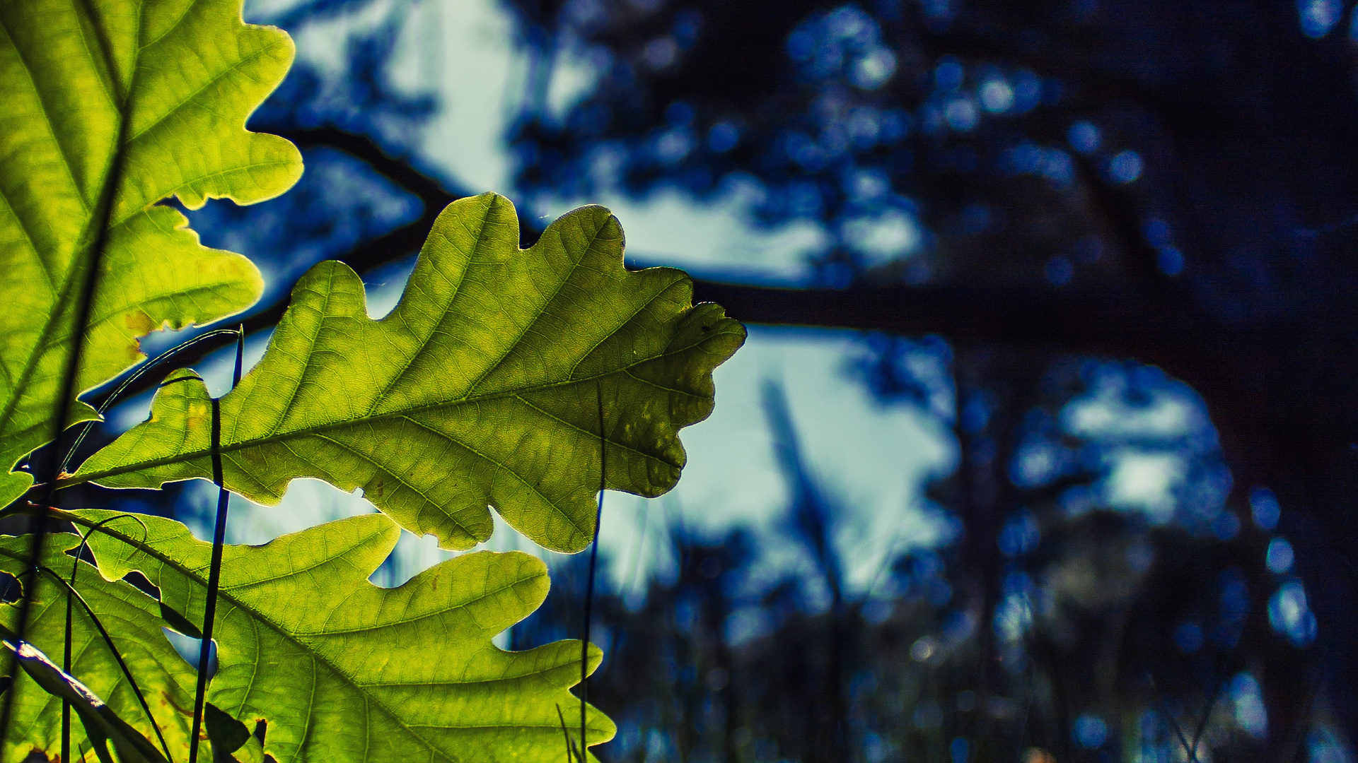 eichen blatt