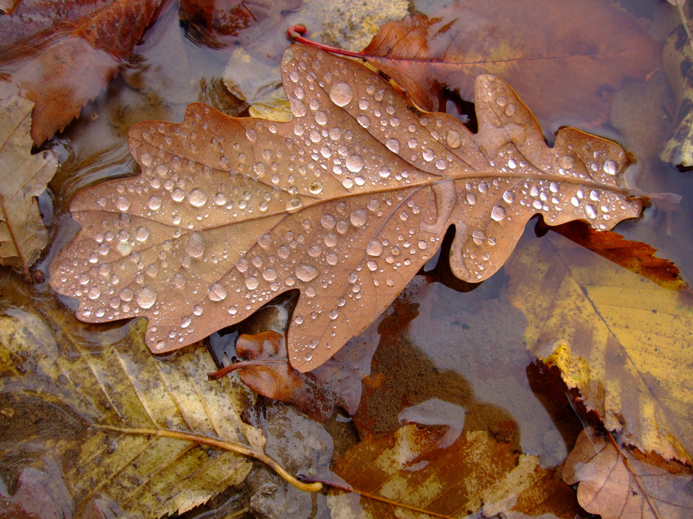 eichen blatt vergänglich wasser herbst tropfen