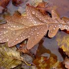 eichen blatt vergänglich wasser herbst tropfen