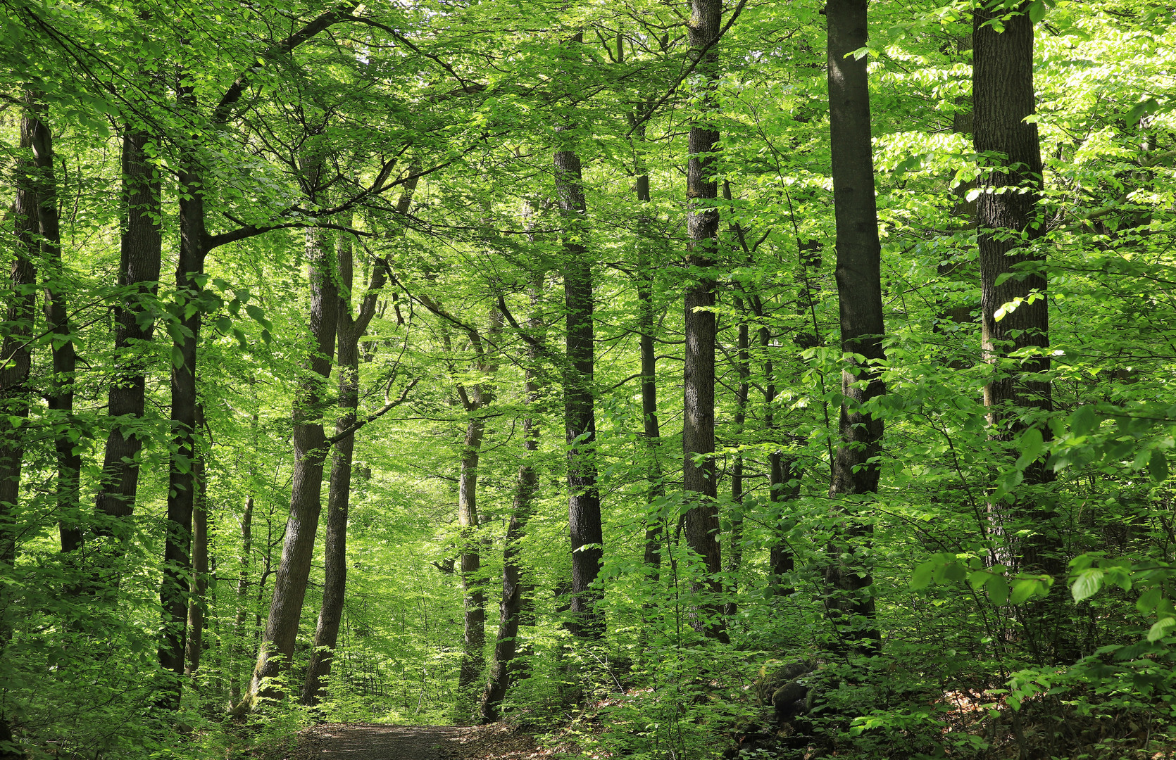 Eichen- Buchen Wald im Arnsberger Wald bei Wilhelmsruh