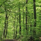 Eichen- Buchen Wald im Arnsberger Wald bei Wilhelmsruh