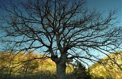 Eichen der Provence