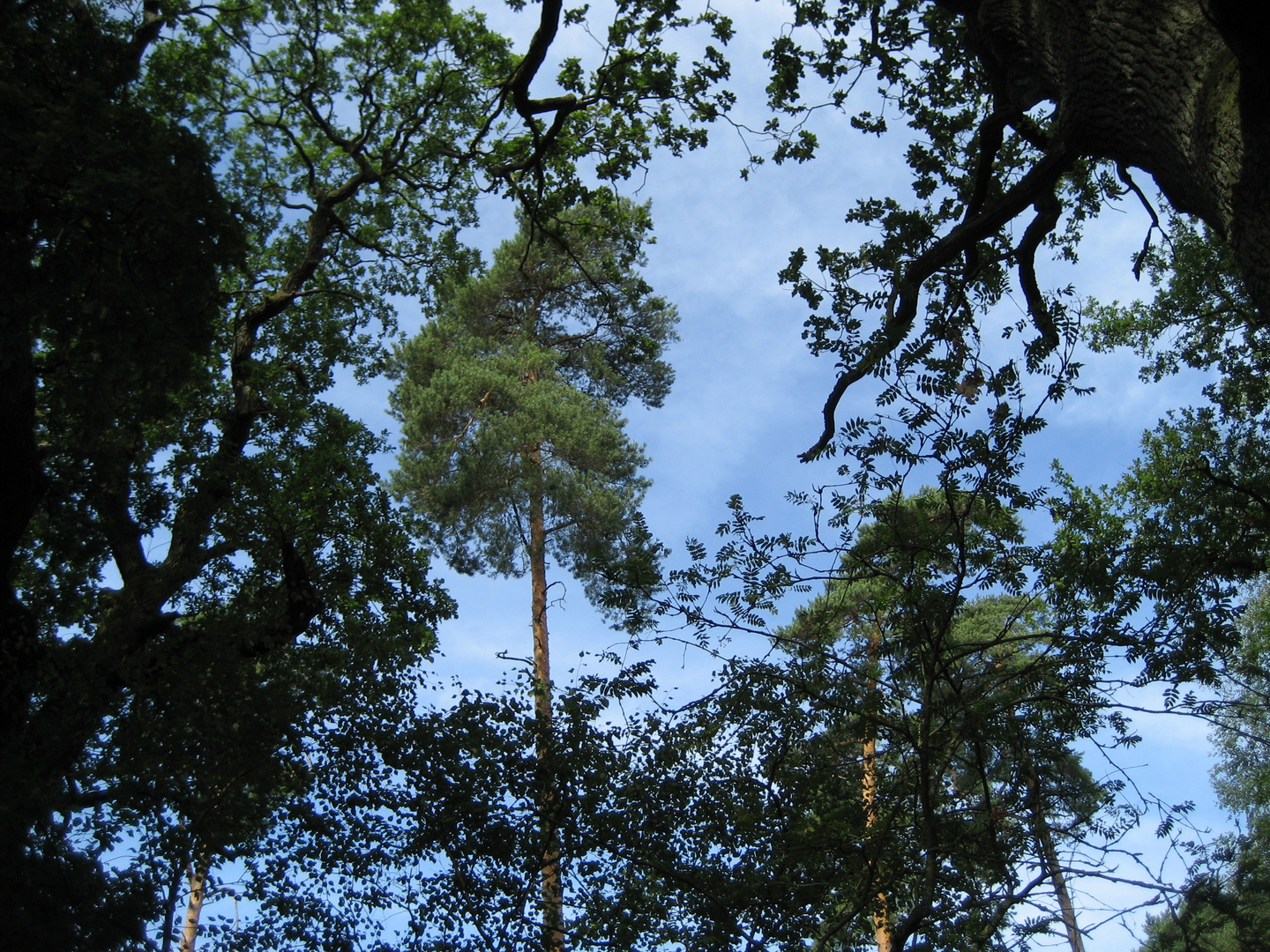 Eichen, Föhren und Ebereschen