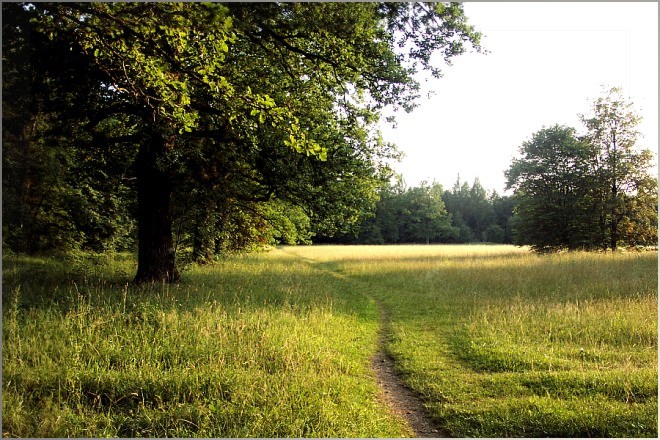 Eichen im Abendlicht #1