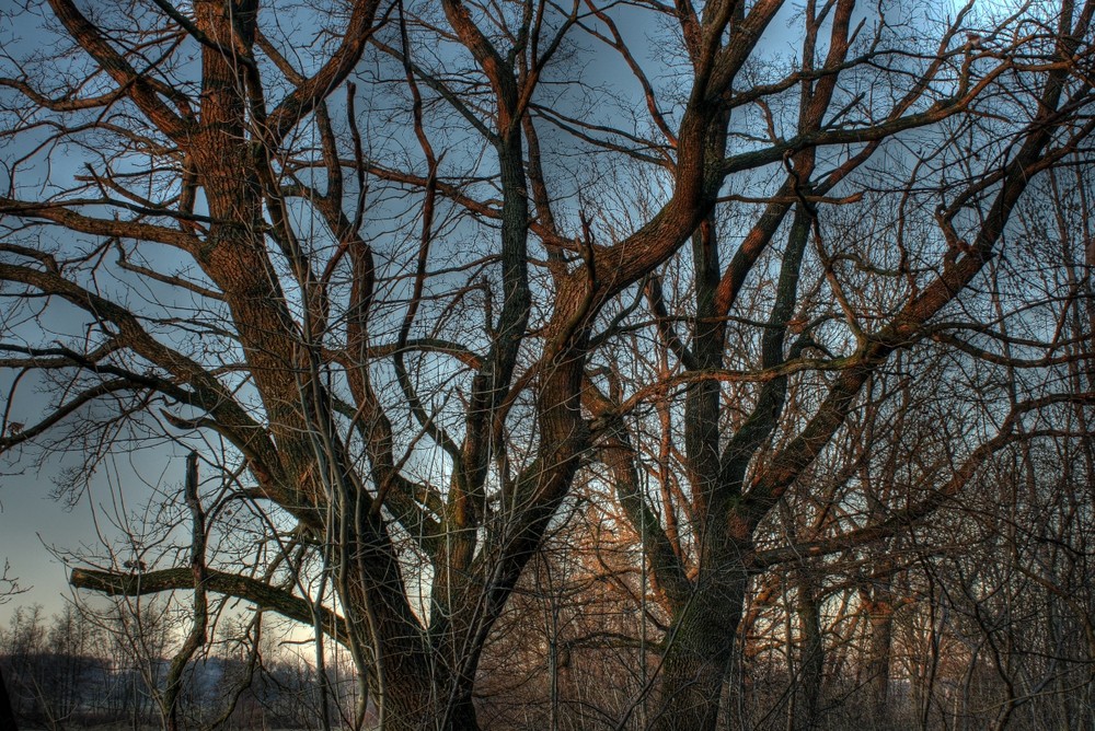 Eichen im Abendlicht