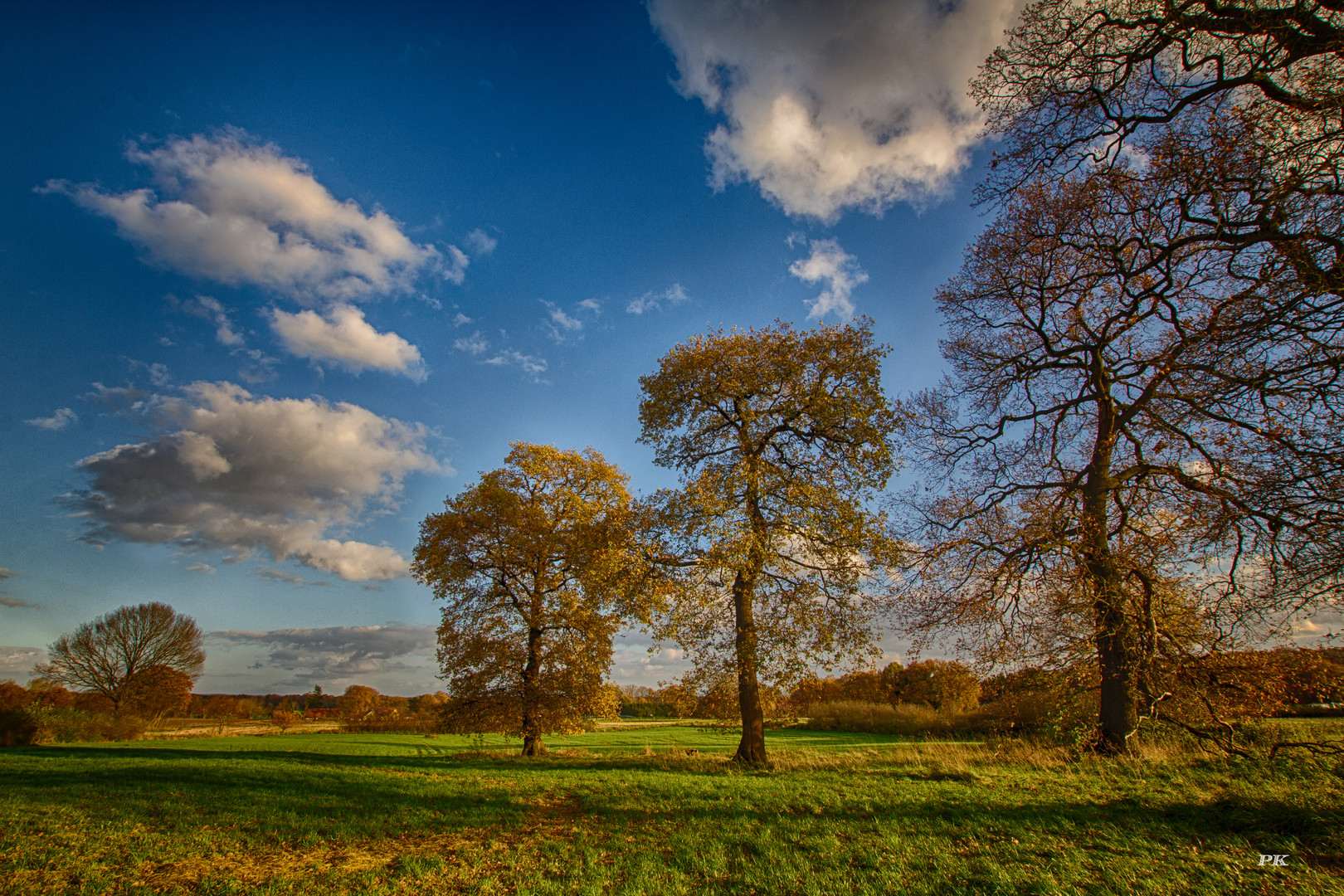 Eichen im Feld