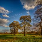 Eichen im Feld