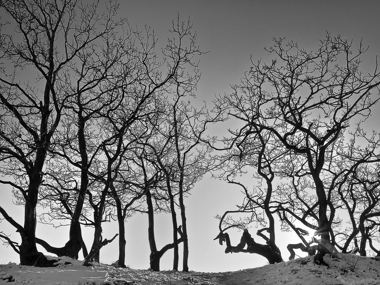 Eichen im Gegenlicht, Winter 2009