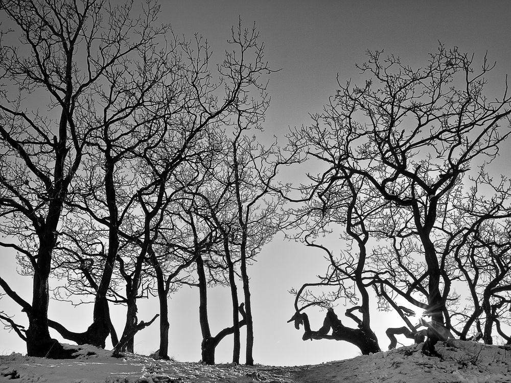 Eichen im Gegenlicht, Winter 2009