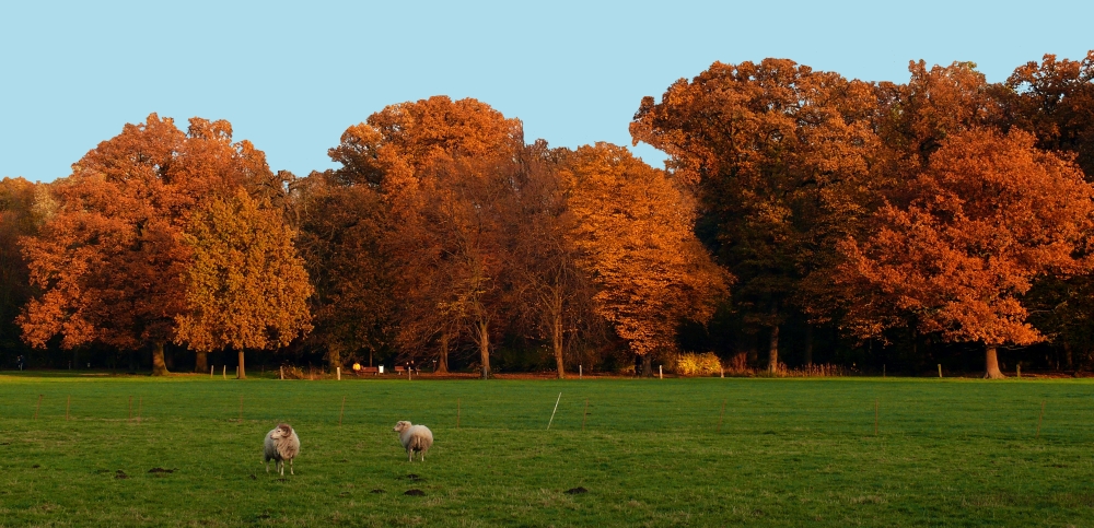 Eichen im Herbst