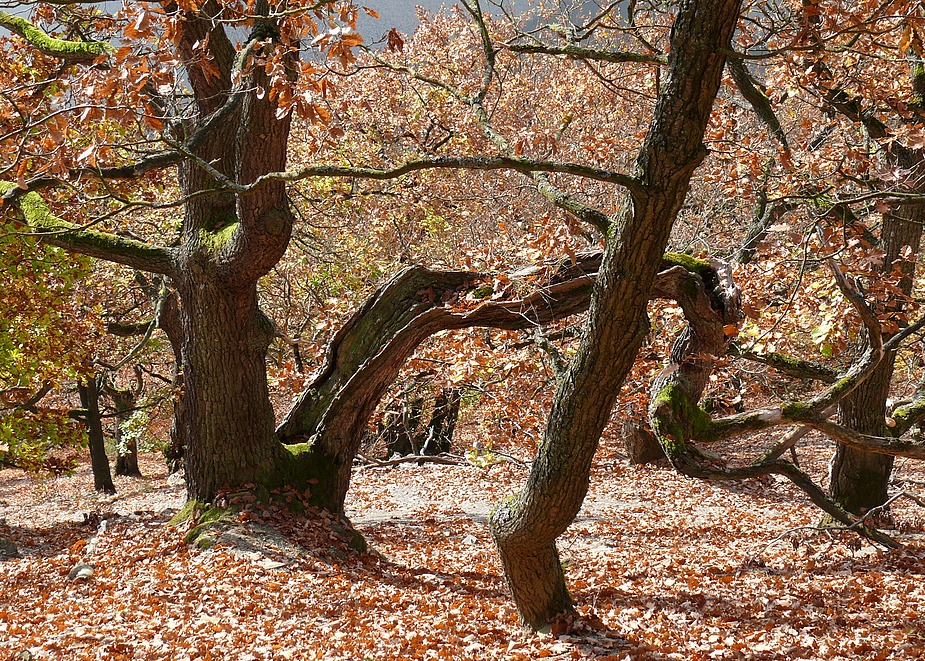 Eichen im Kellerwald