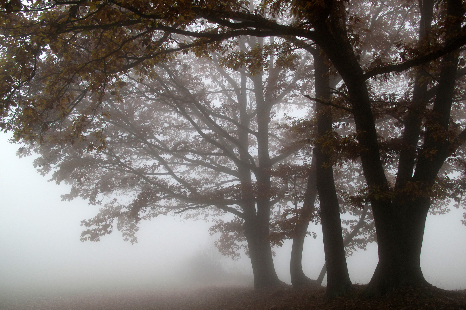 Eichen im Nebel 