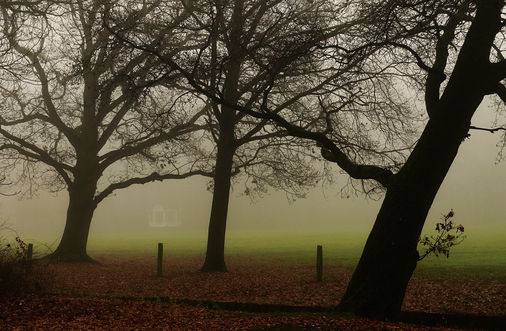 Eichen im Nebel