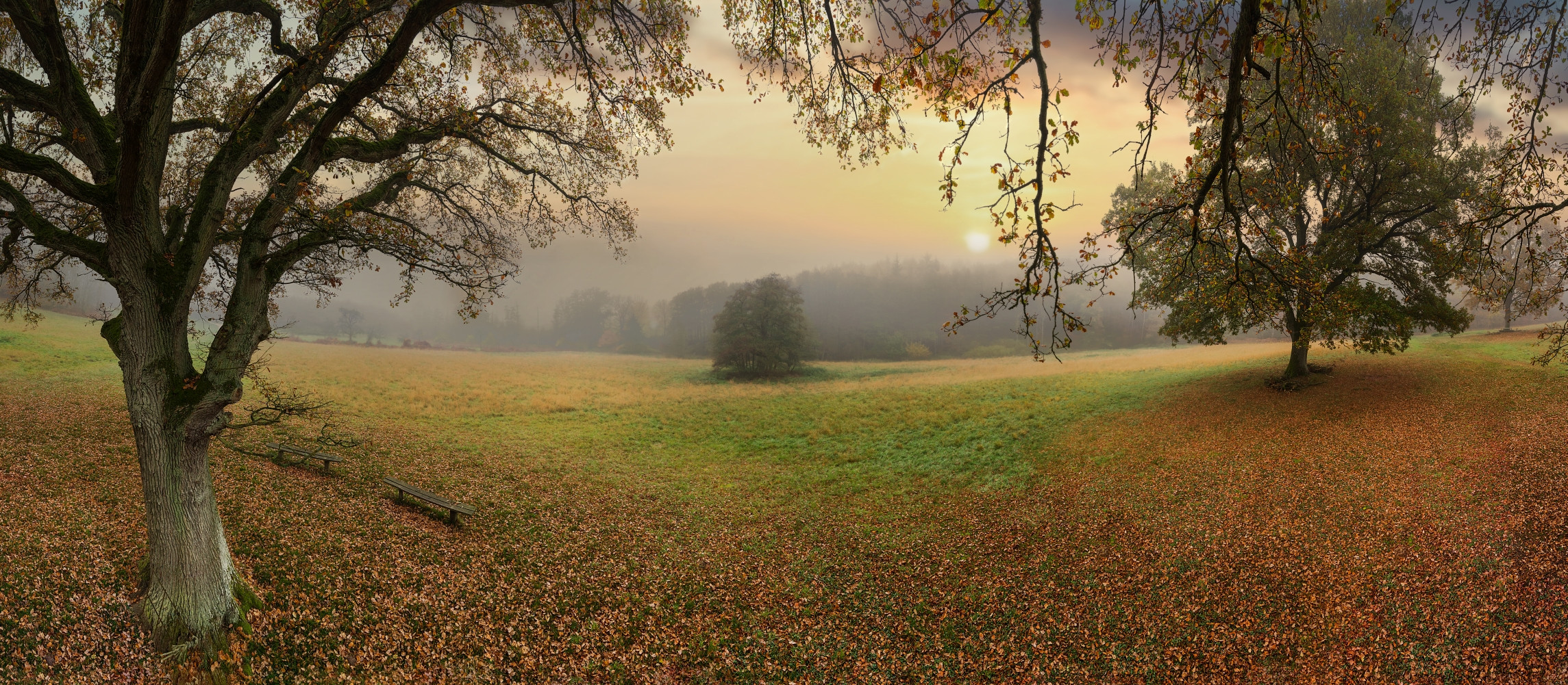 Eichen im Nebel