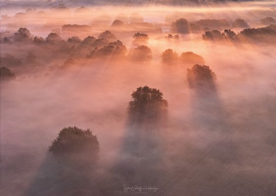 Eichen Im Nebeltütü