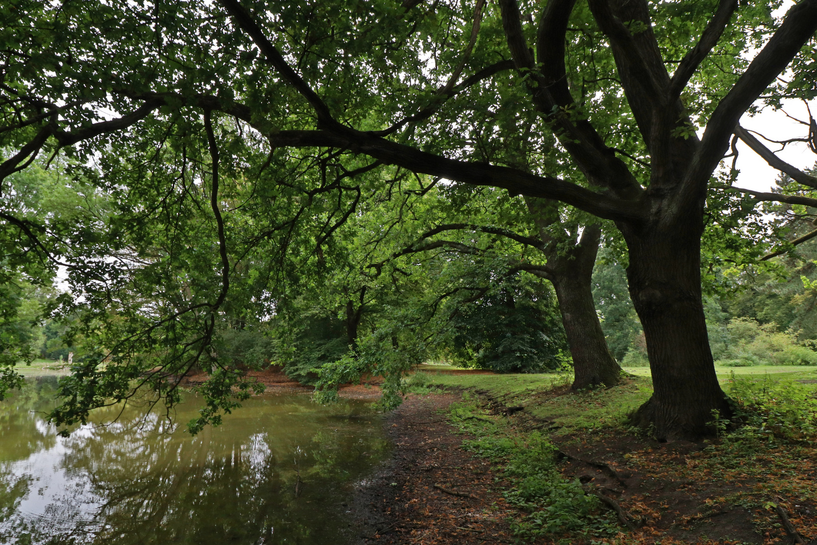 Eichen im Park