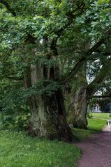 Eichen im Schlosspark Putbus