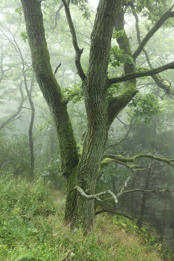 Eichen im Siebengebirge