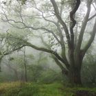 Eichen im Siebengebirge