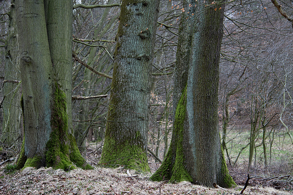 Eichen im Spessart