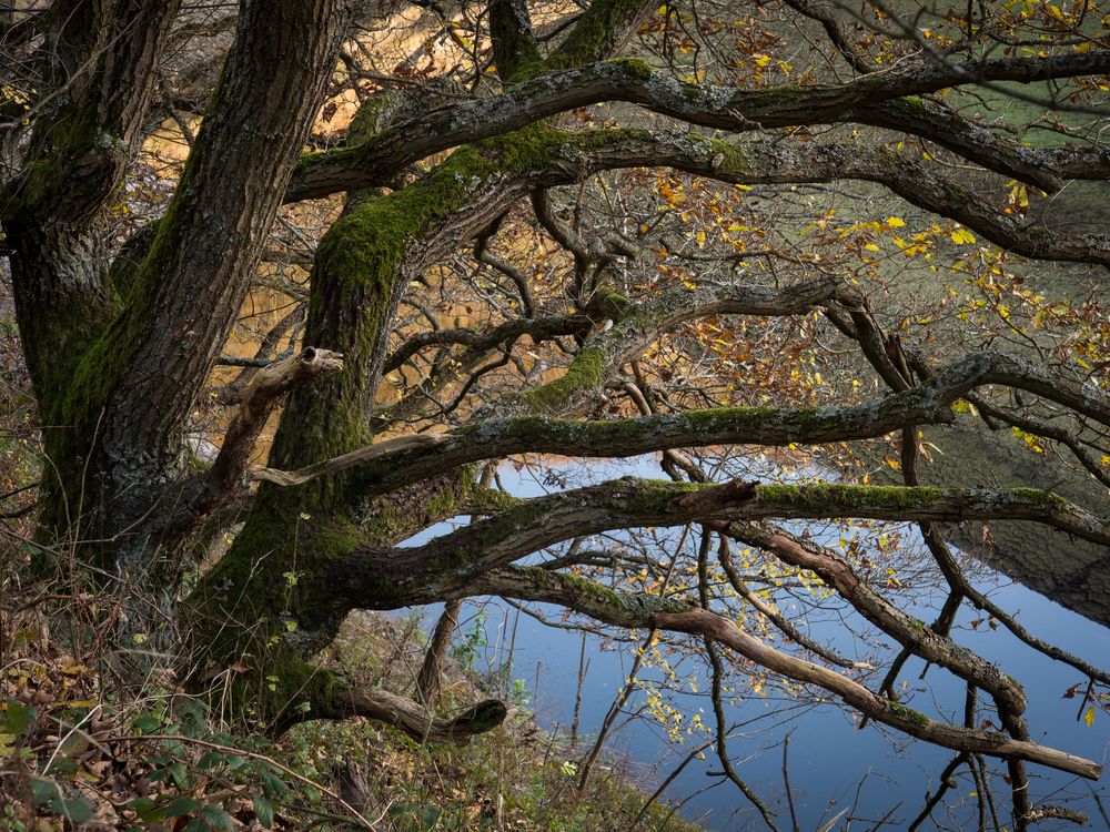 Eichen im Urft-Tal