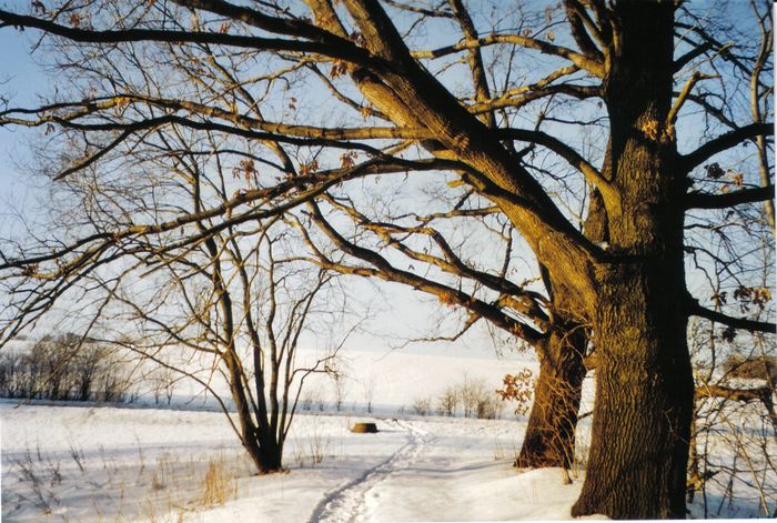 Eichen in der Wintersonne