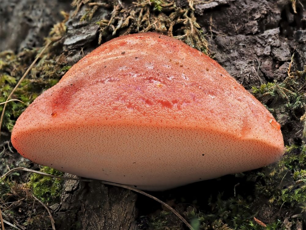 Eichen-Leberreischling (Fistulina hepatica)