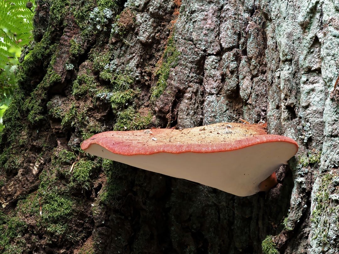 Eichen-Leberreischling (Fistulina hepatica)