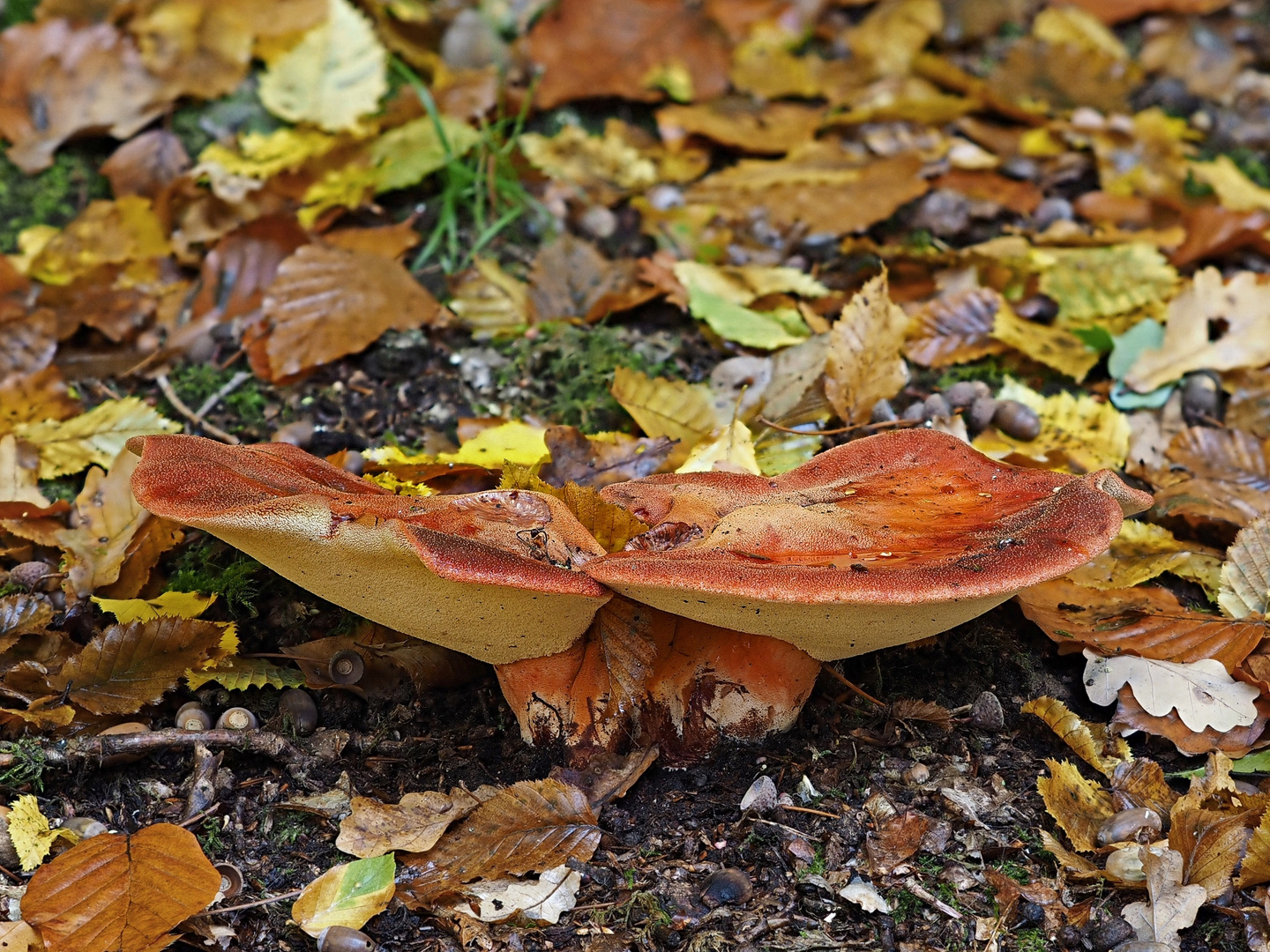 Eichen-Leberreischling (Fistulina hepatica)