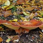 Eichen-Leberreischling (Fistulina hepatica)