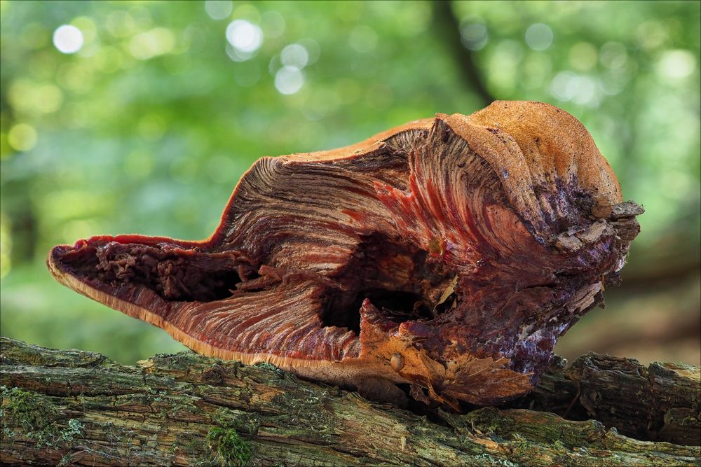 Eichen-Leberreischling (Fistulina hepatica)