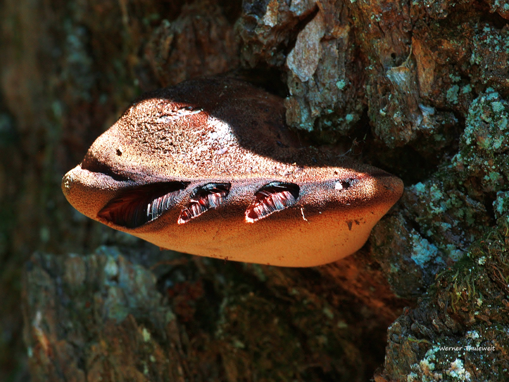 Eichen-Leberreischling (Fistulina hepatica) 