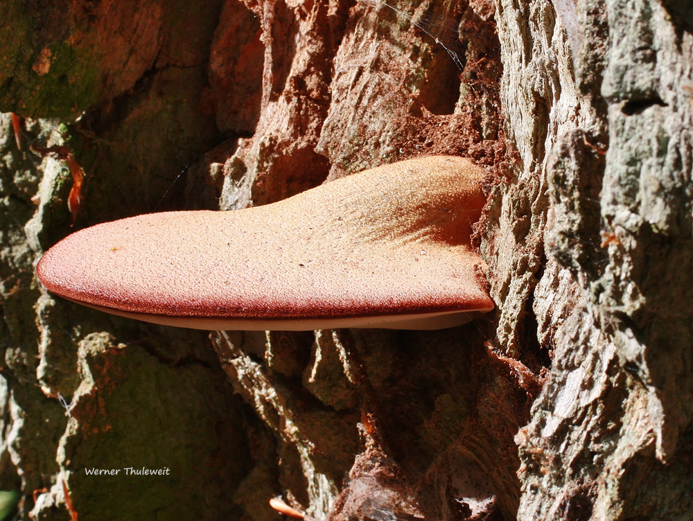 Eichen-Leberreischling (Fistulina hepatica)