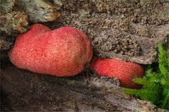 Eichen-Leberreischling (Fistulina hepatica)